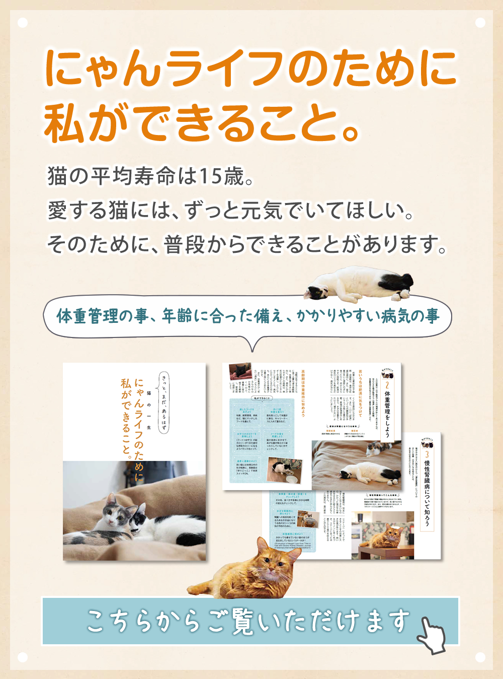 週末タイムセール　エネアラ5箱　犬猫用サプリメント新品