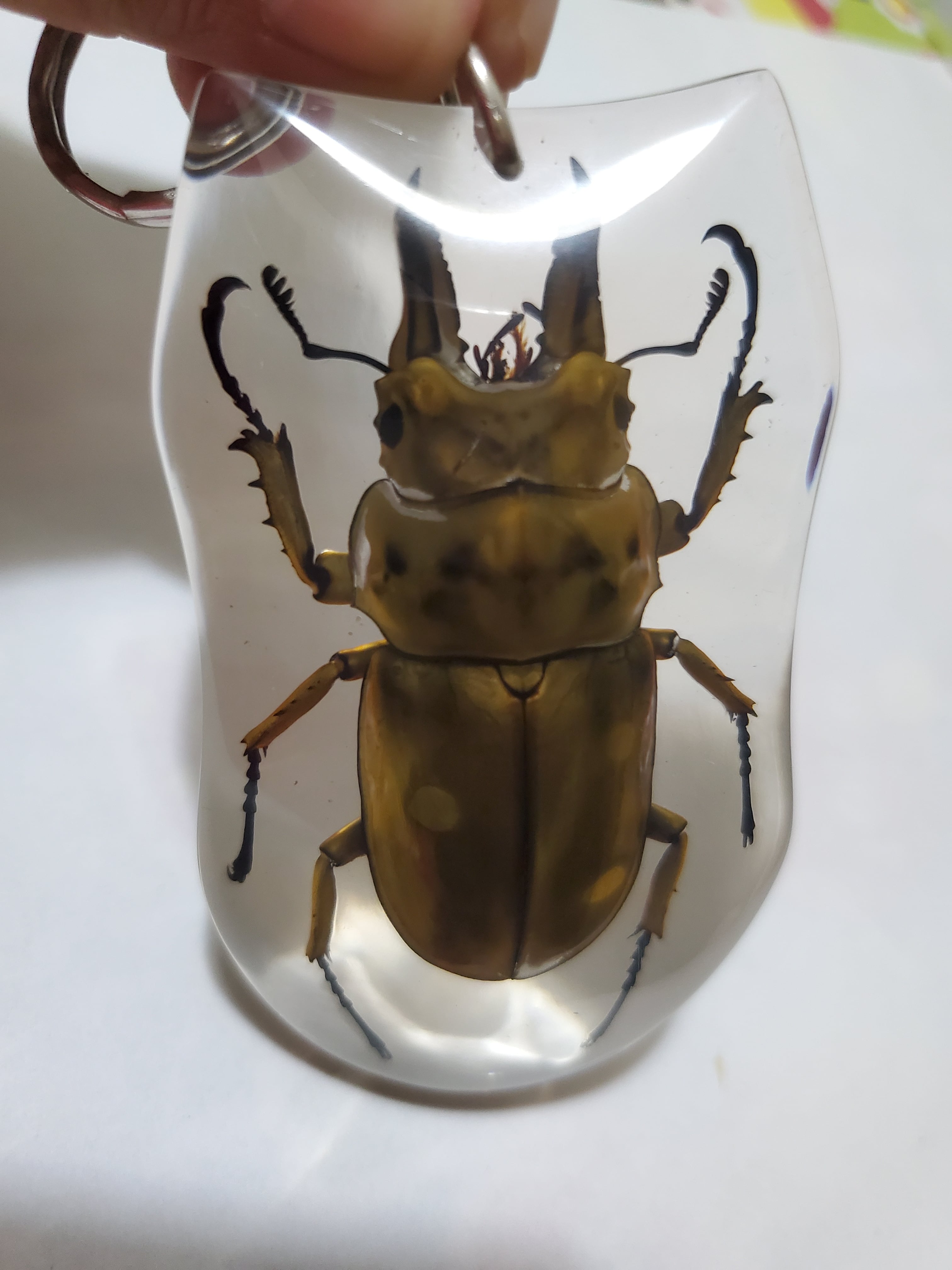 オウゴンオニクワガタキーホルダー