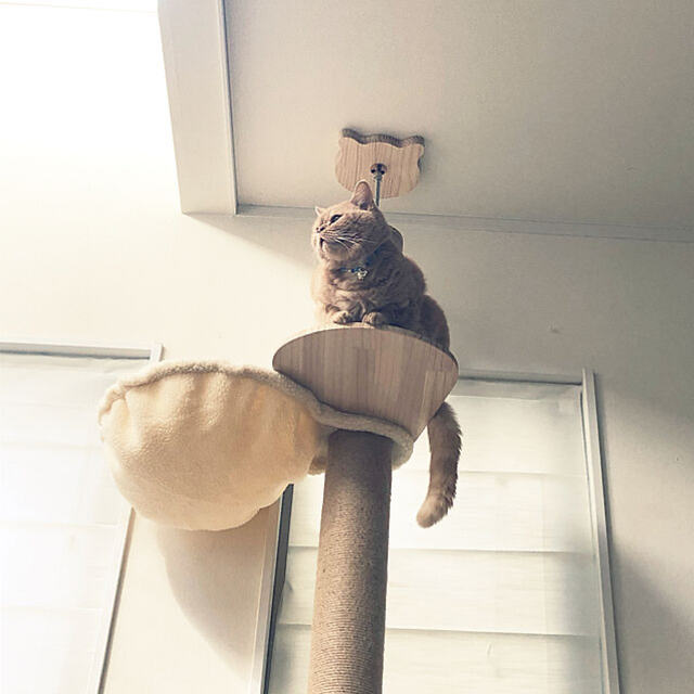 木登りタワー シングル キャットタワー　猫タワー 　省スペース全麻縄巻き 麻紐